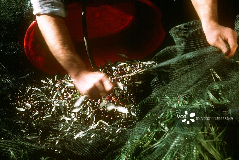利古里亚采橄榄:工人从网中收集橄榄图片素材