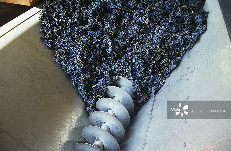 葡萄在葡萄磨坊或“螺旋”，米迪，法国图片素材