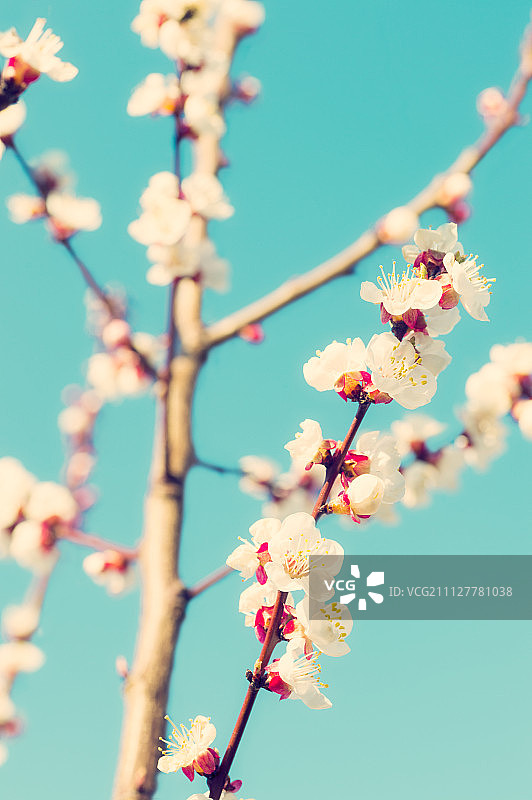 开花的果树，色彩斑斓的形象图片素材