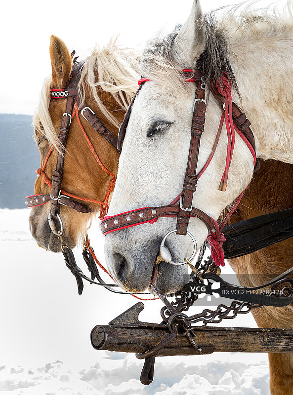 雪橇马，冬季交通工具，旅游景点图片素材