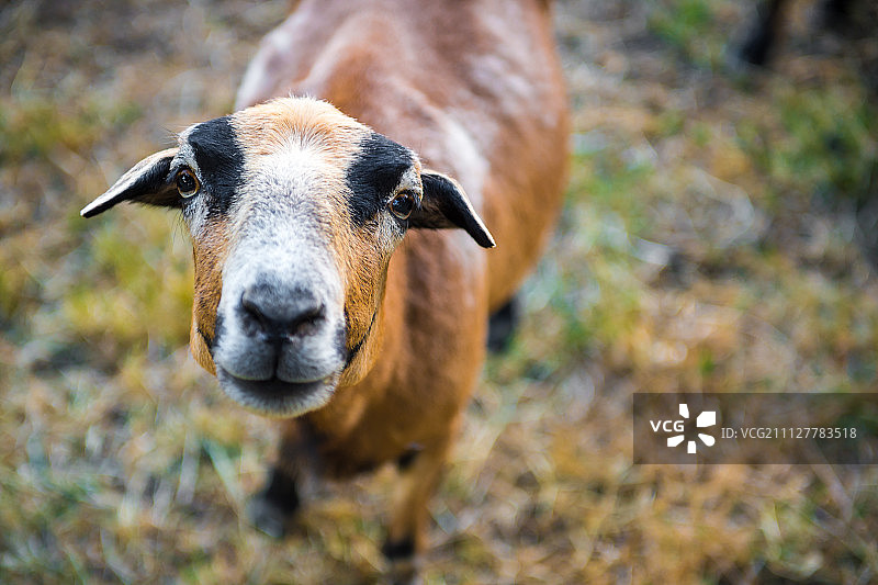 好奇的巴巴多岛黑腹绵羊肖像图片素材