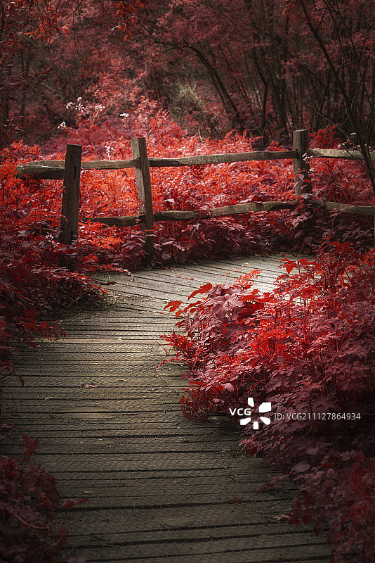 美丽的超现实主义红色景观形象的木板路通过图片素材