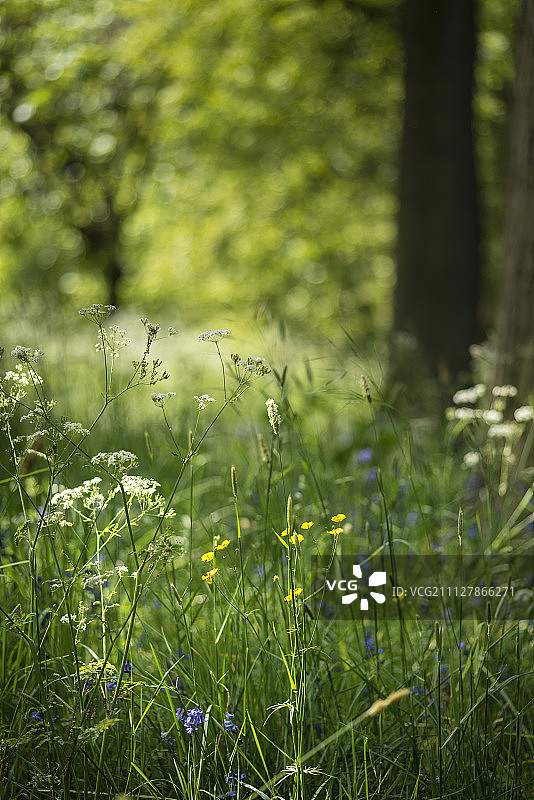 可爱浅深的田野清新的英国森林景观图片素材