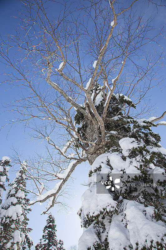 雪景,雪,树图片素材