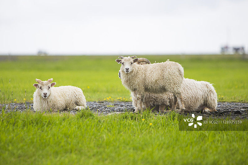 绵羊,动物图片素材