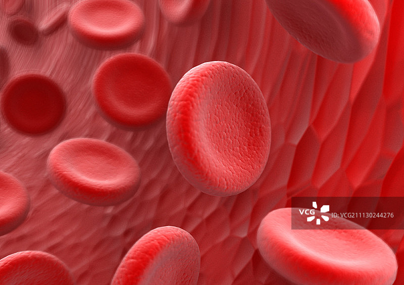 血细胞的显微镜观察图片素材
