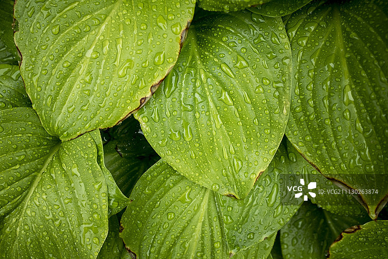近距离的树叶与雨滴图片素材