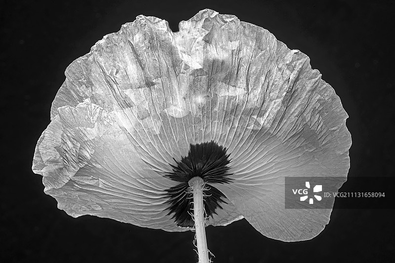 罂粟花，罂粟花“瓢虫”，黑白相间的花从后面射出。图片素材