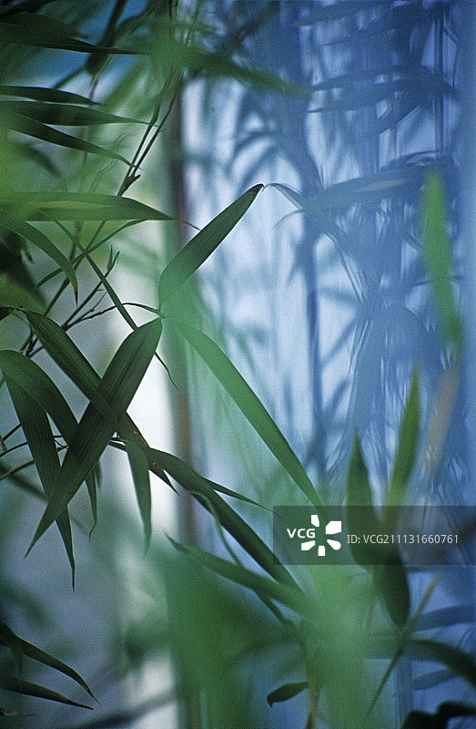 竹子,植被类型。图片素材