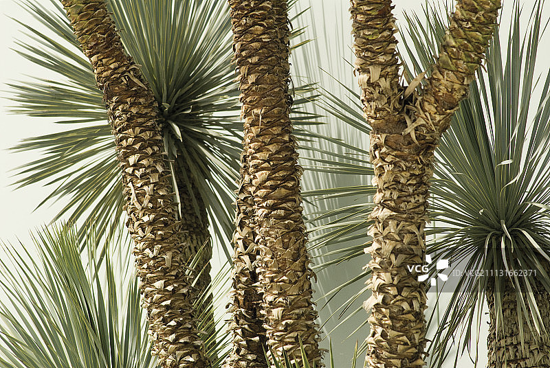 兰,Yucca rostrata。图片素材
