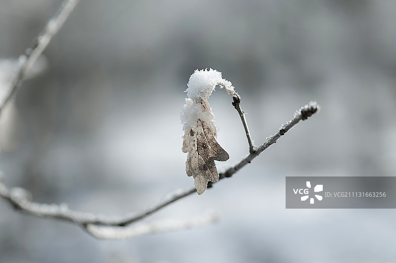 无柄的橡树，彼得雷乌斯，雪覆盖的叶子挂在一个小枝上。图片素材