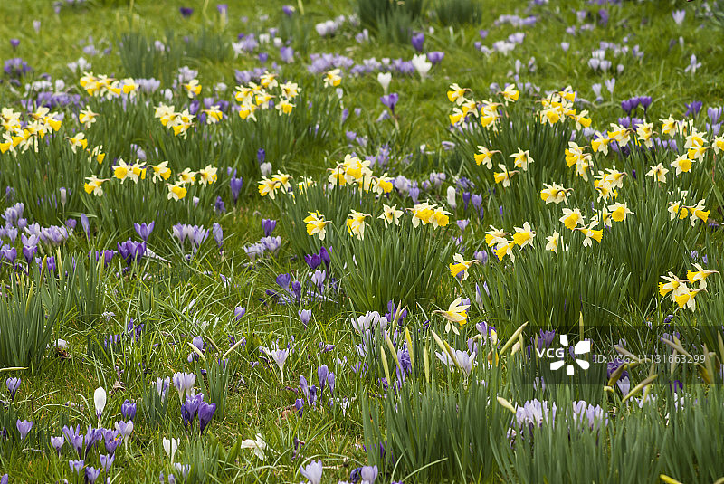 水仙花,水仙pseudonarcissus。与紫色和白色藏红花一起生长的黄色水仙花。图片素材
