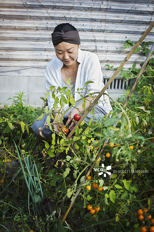 微笑的女人跪在花园里摘西红柿。图片素材