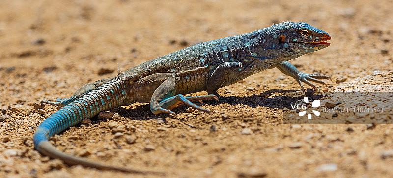 博内尔岛鞭尾蜥蜴图片素材