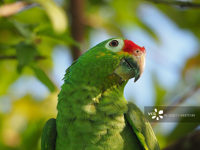 哥斯达黎加-亚马逊鹦鹉图片素材