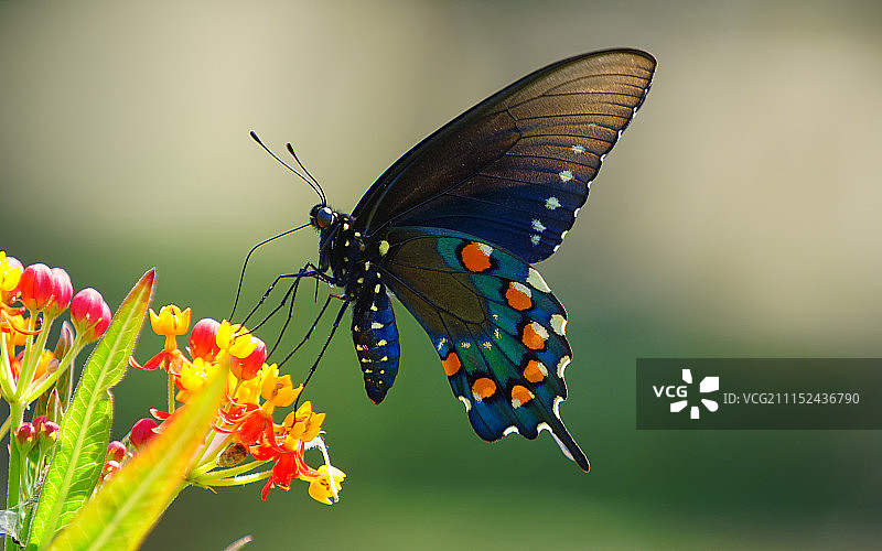 黑色的燕尾蝶图片素材