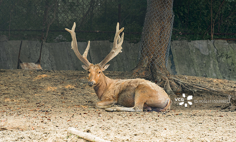动物园内正在休憩的鹿王图片素材