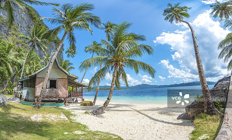海滩上的椰子树图片素材