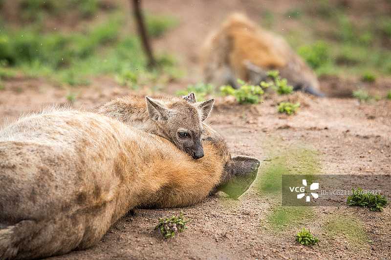 鬣狗和幼崽的特写图片素材