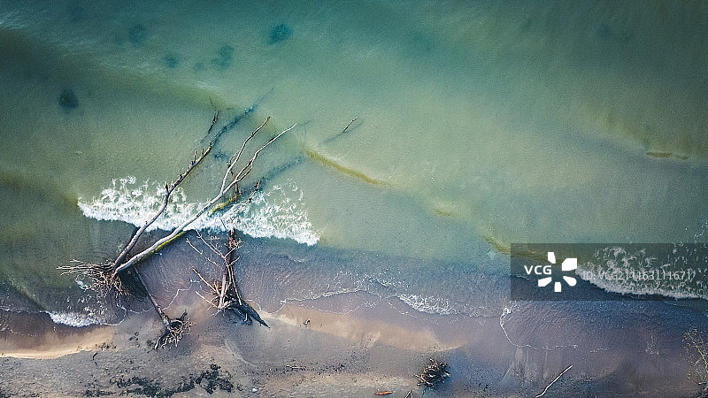 拉脱维亚波罗的海，科尔卡角海滩上的枯死松树图片素材