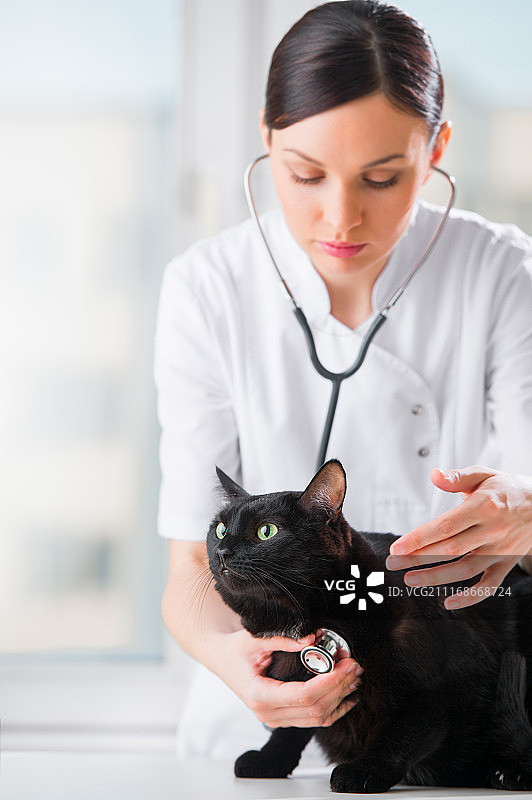 兽医听着一只猫在诊所做检查图片素材