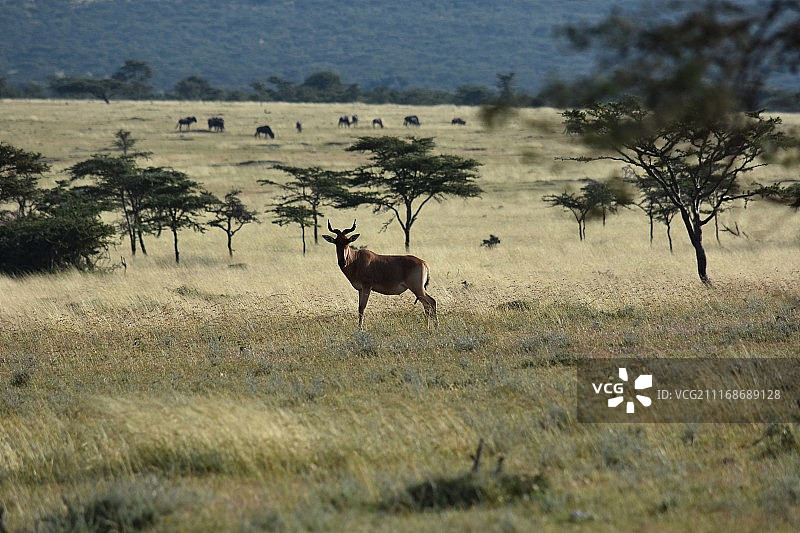 草原上的羚羊景观图片素材