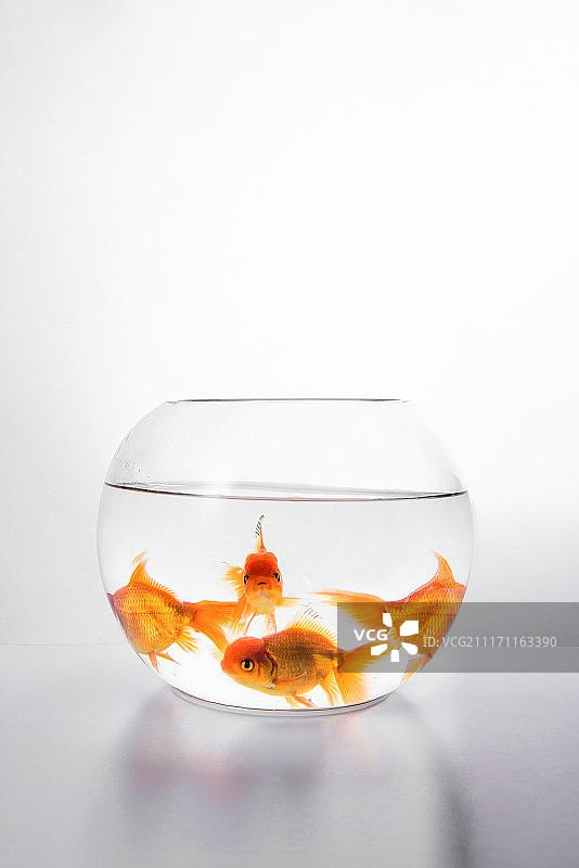 金鱼 透明鱼缸图片素材