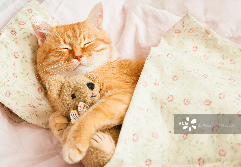 可爱的红色小猫在床上睡觉。图片素材