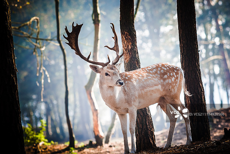 在荷兰森林里摆姿势的小鹿图片素材