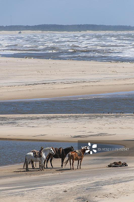 南美乌拉圭罗查省卡波波尼奥国家公园，巴拉德瓦利萨斯，骑着马进入拉古纳德卡斯蒂略河图片素材