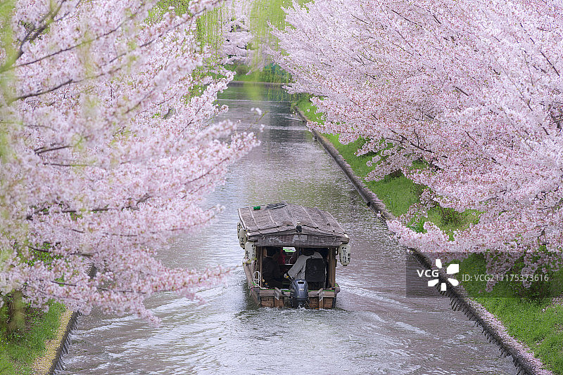 日本京都阜见崛川河(运河)上盛开的樱花图片素材