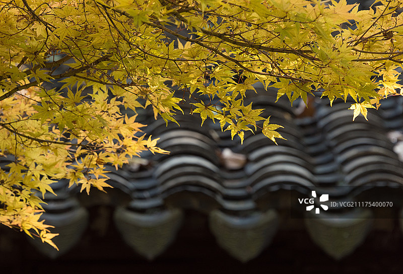 苏州留园黄色枫叶近景风光图片素材