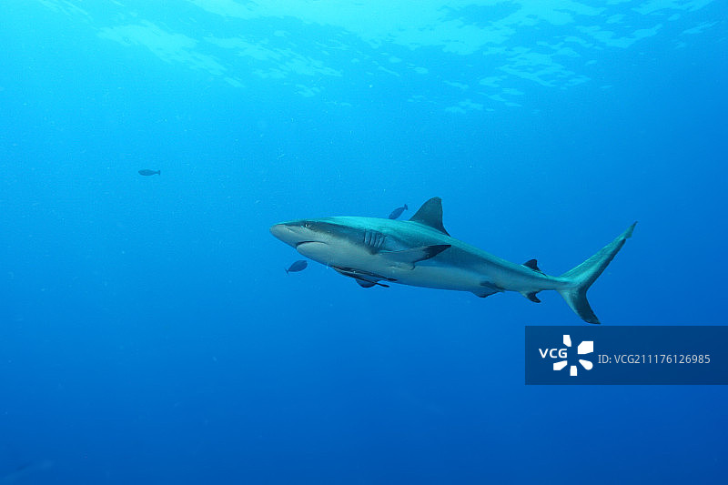 大白鲨危险的大鱼巴布亚新几内亚太平洋图片素材