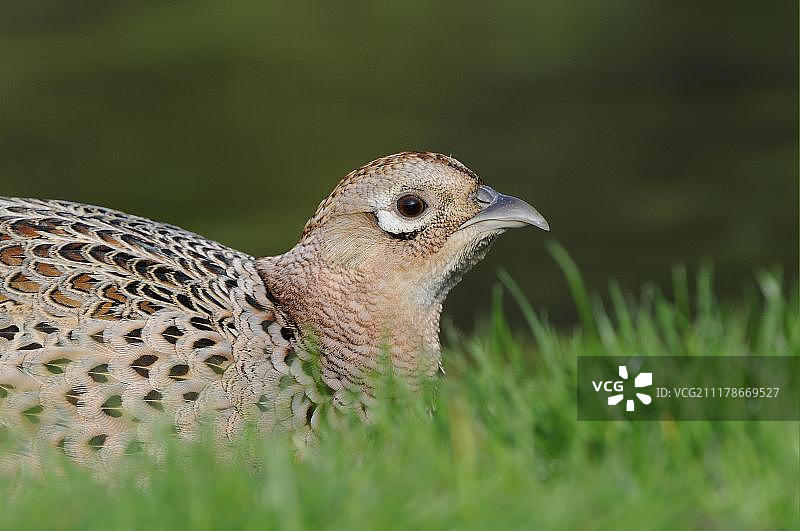 普通野鸡，成年雌雉，近景，躲在草丛中，英格兰，英国，欧洲图片素材
