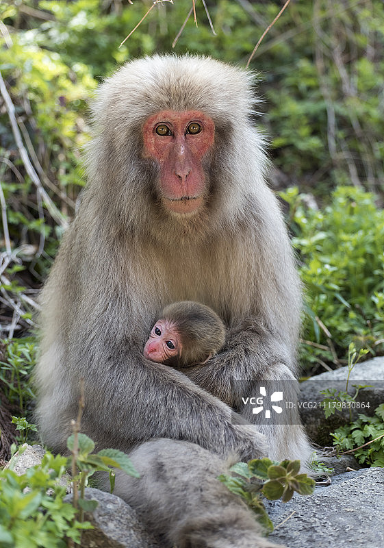 雪猴公园的猕猴图片素材