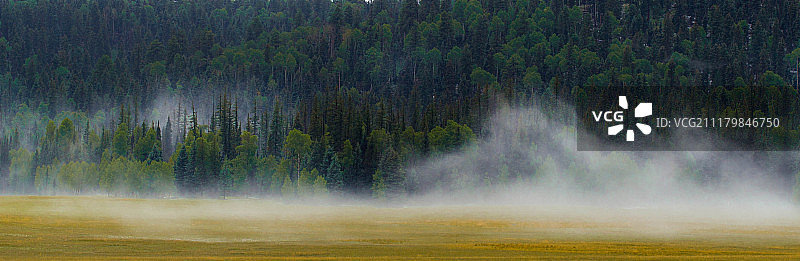 森林雾图片素材