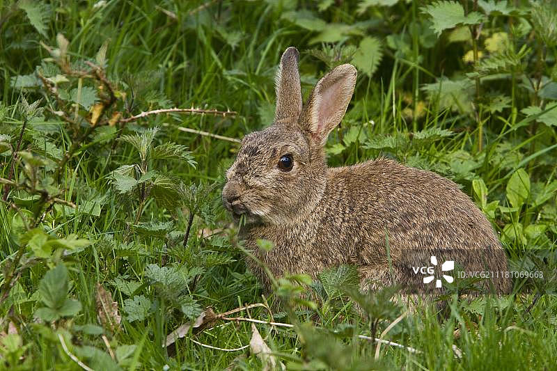 以草为食的欧洲兔或普通兔(食草兔)，英国萨福克郡明斯米尔图片素材