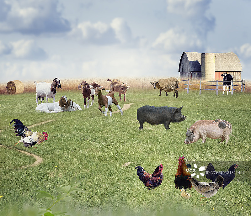 农场里的动物。农场动物拼贴图片素材
