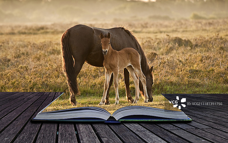 新森林矮种马的母马和小马驹在温暖的日出光照下吃草图片素材