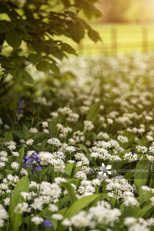 美丽的概念清新的春天景观形象的蓝铃草和野生大蒜在明亮的阳光下的森林图片素材