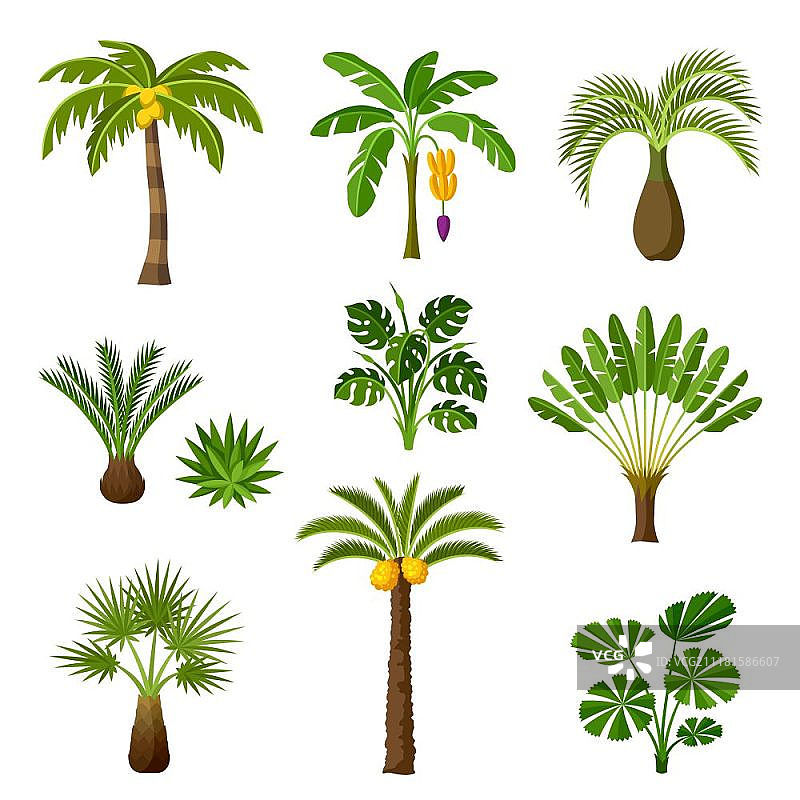 热带棕榈树。奇异的热带植物，丛林自然的插图。热带棕榈树。奇异的热带植物，丛林自然的插图。图片素材
