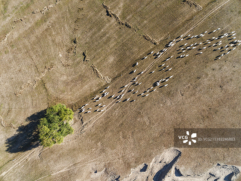 航拍内蒙古兴安盟代钦塔拉五角枫风景区图片素材
