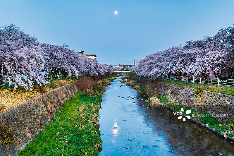 日本夜樱樱花川小河月夜图片素材