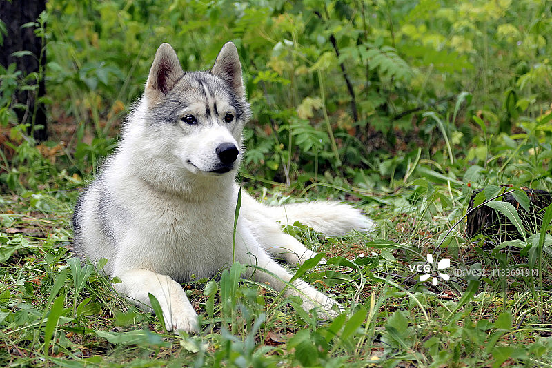 西伯利亚哈士奇狗休息图片素材