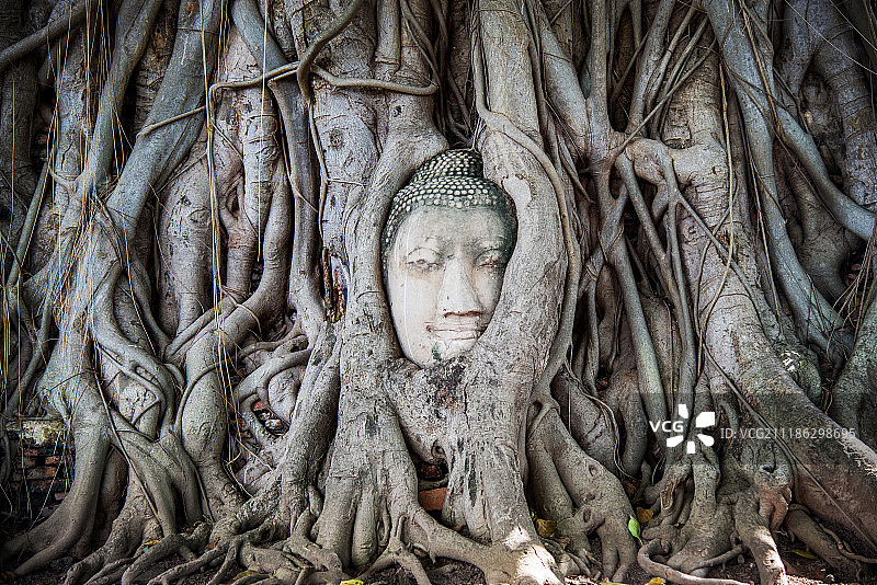 泰国大城玛哈泰寺被树根缠绕的佛首图片素材