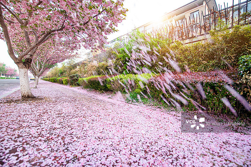上海街头落满地的樱花图片素材