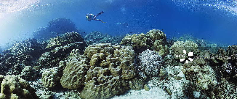 潜水者在珊瑚礁上图片素材