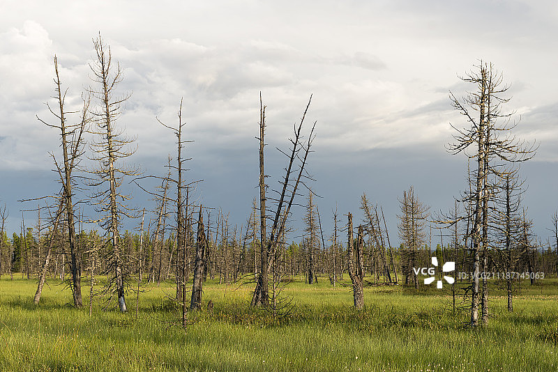 在针叶林中西伯利亚沼泽的干燥树木景观图片素材