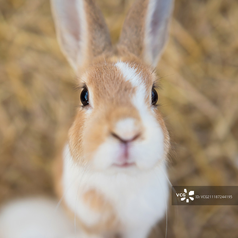 毛绒绒的兔子俯视图图片素材
