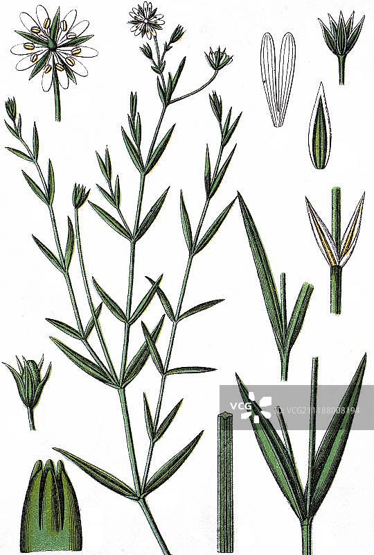 草甸星草，药用植物，作物植物，色板法，约1870年图片素材